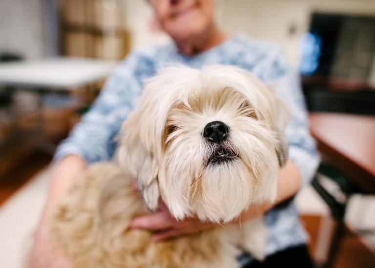 Les animaux domestiques sont permis